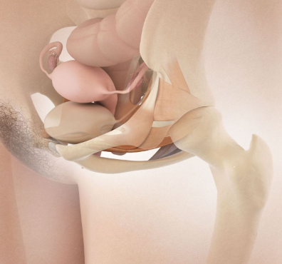 Pelvic Floor Therapy & How it Works:  Root Cause Medicine