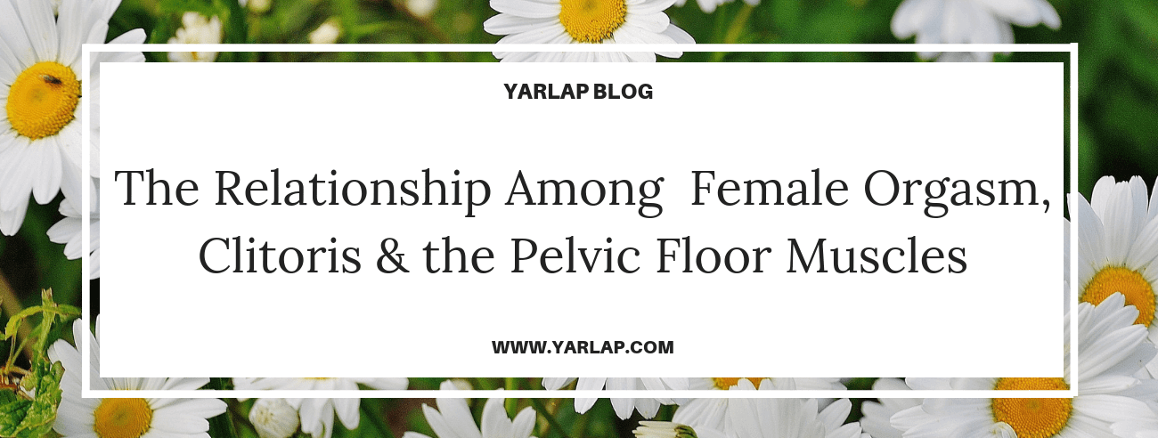 The Relationship Among  Female Orgasm, Clitoris &The Pelvic Floor Muscles
